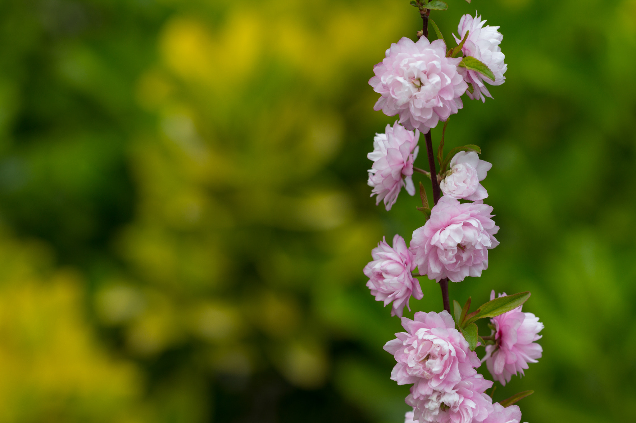 Canon EF 100mm F2.8L Macro IS USM sample photo. La beauté du printemps photography