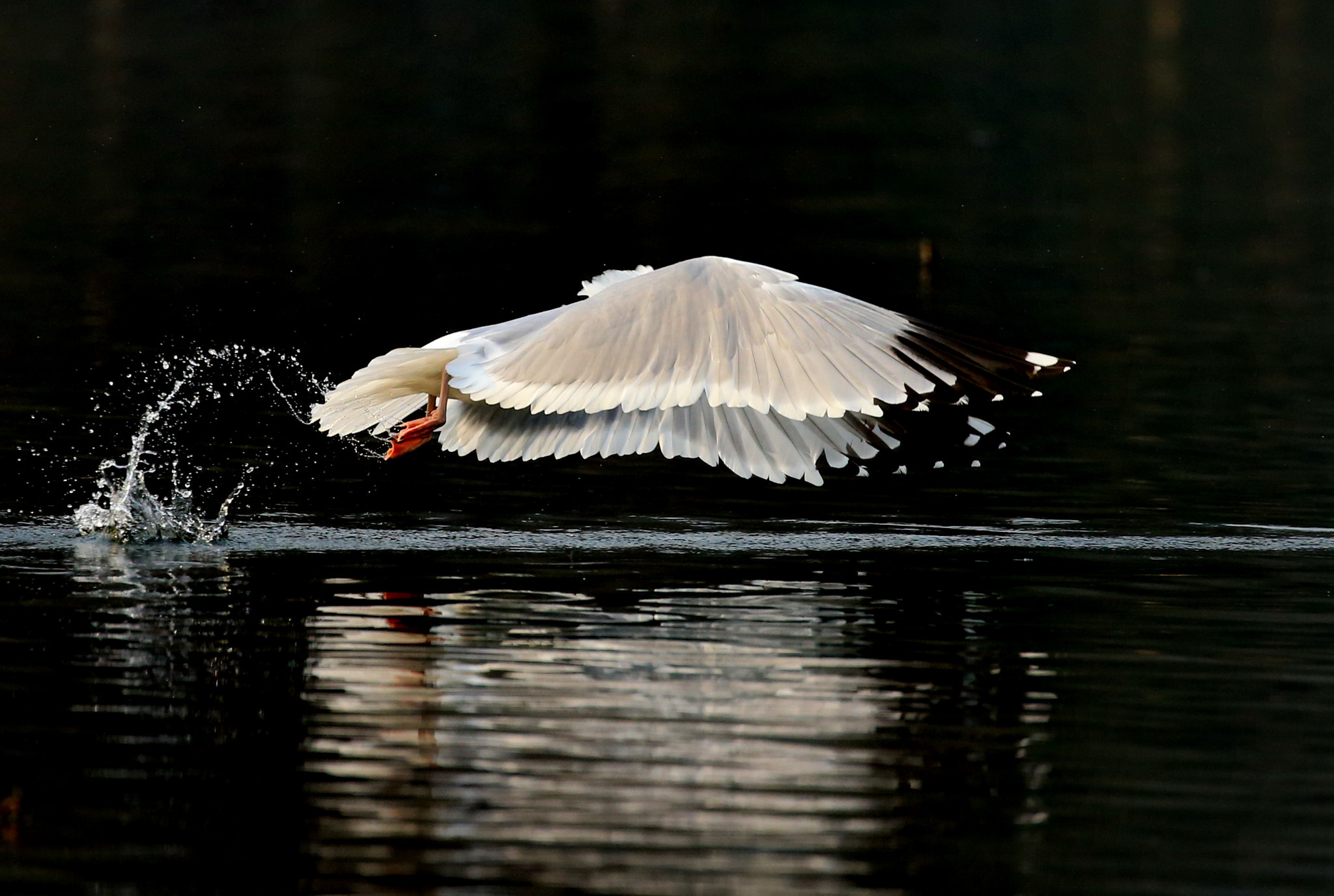Canon EOS-1D X sample photo