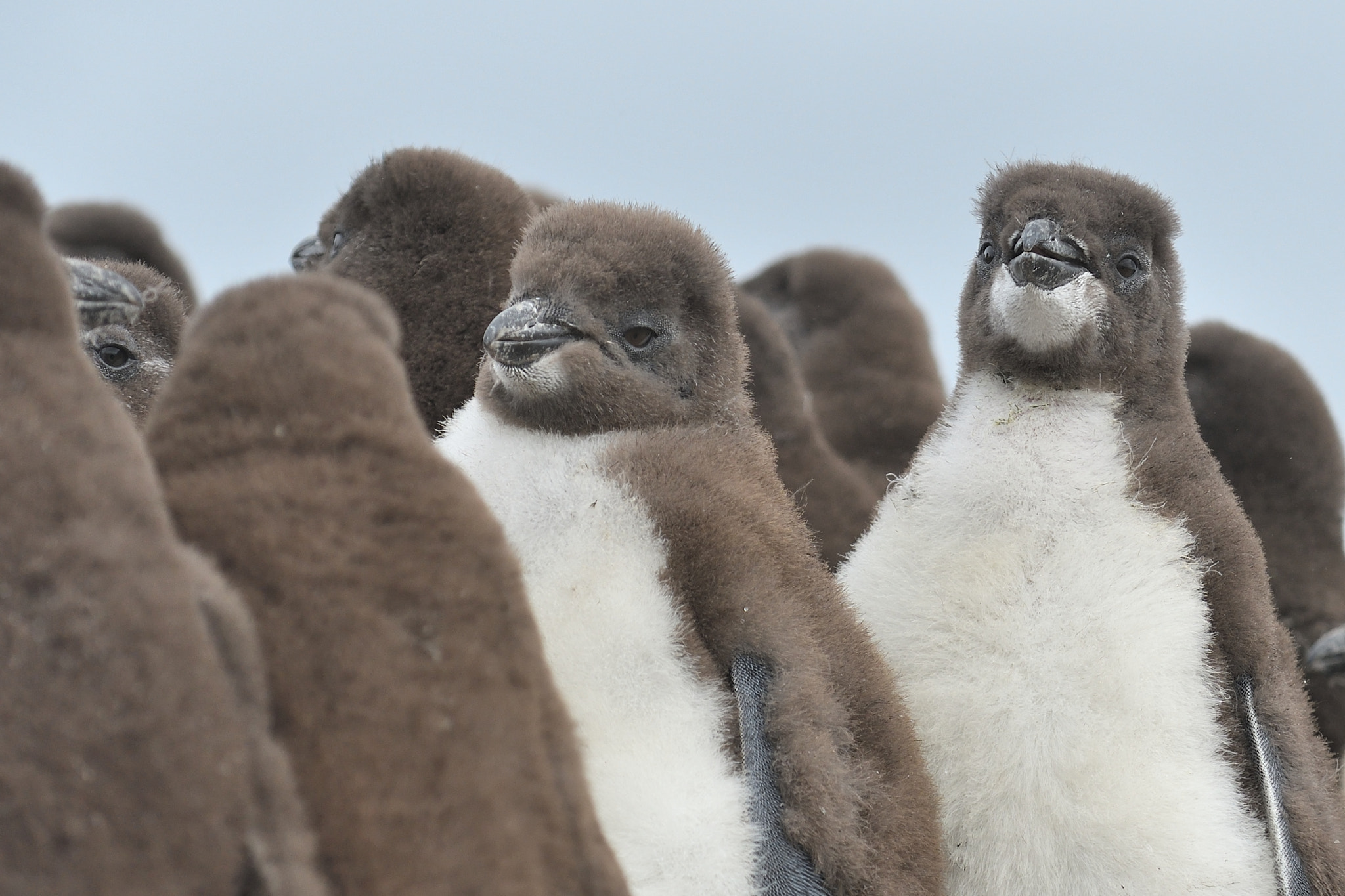 Nikon D500 sample photo. Rockhopper penguin chicks photography