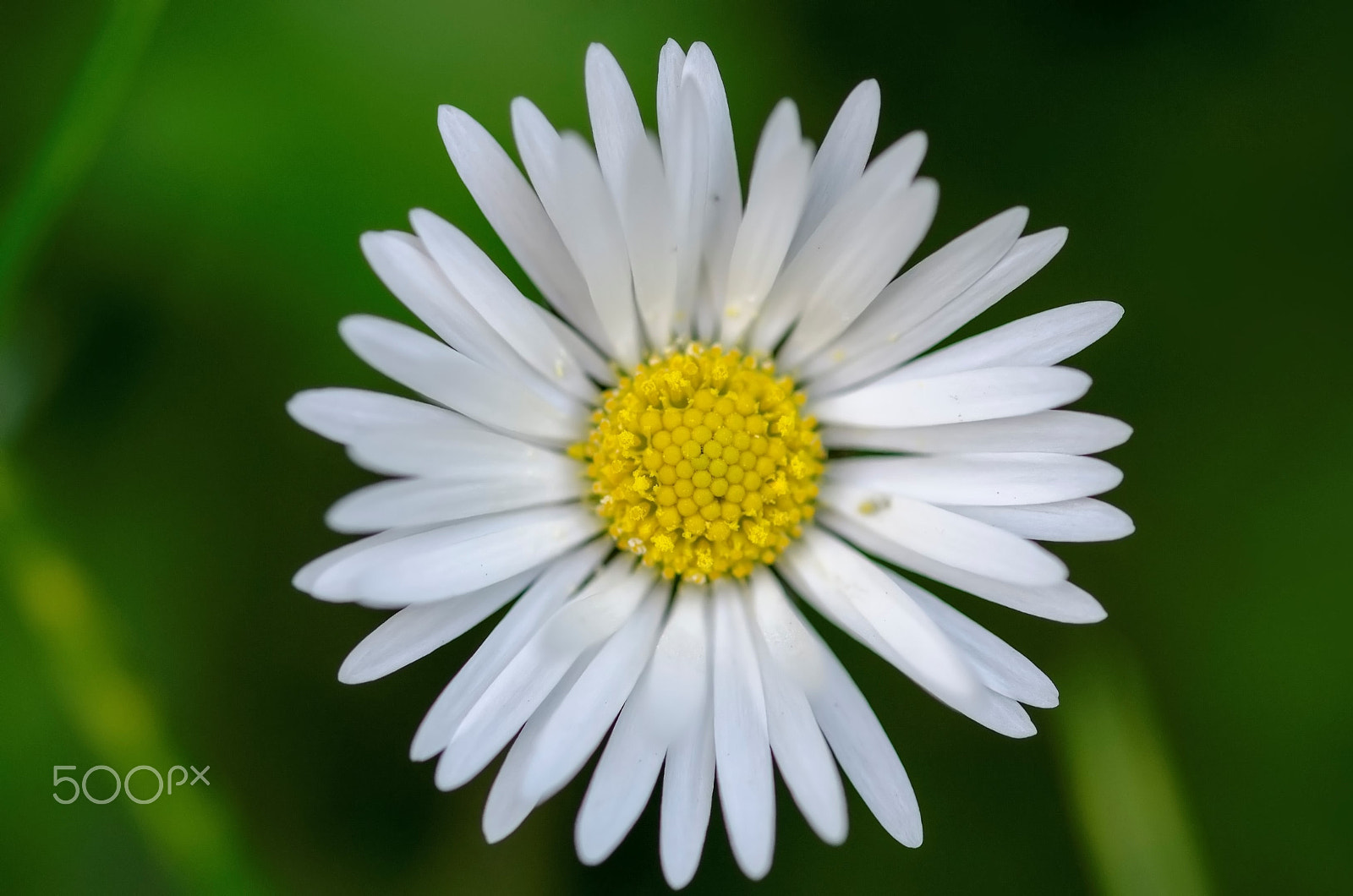 Sigma 105mm F2.8 EX DG OS HSM sample photo. Pure photography