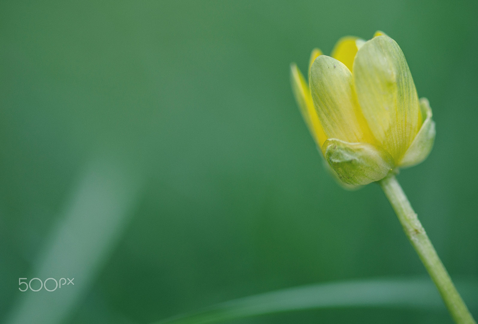 Sigma 105mm F2.8 EX DG OS HSM sample photo. Like a monet photography