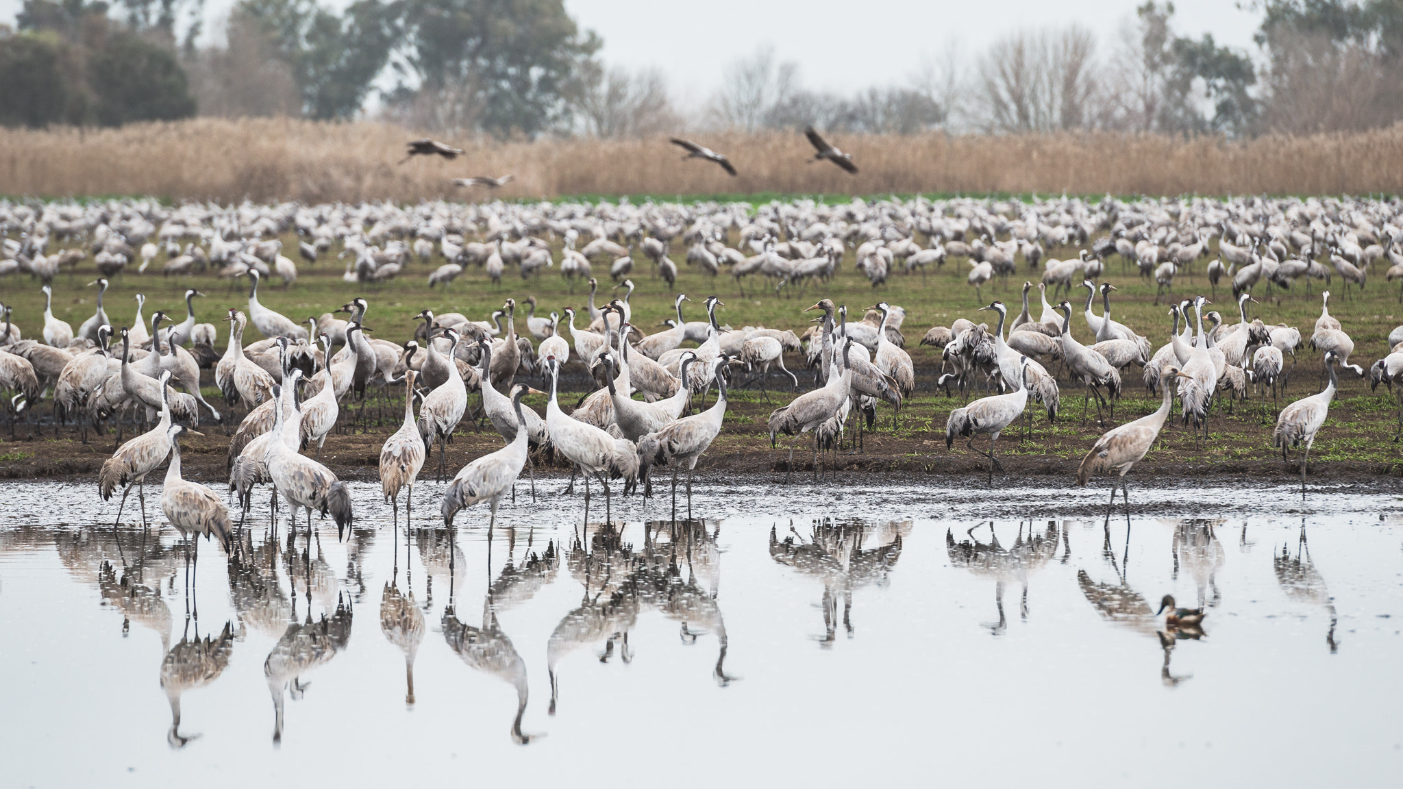 Nikon D3200 sample photo. Cranes photography