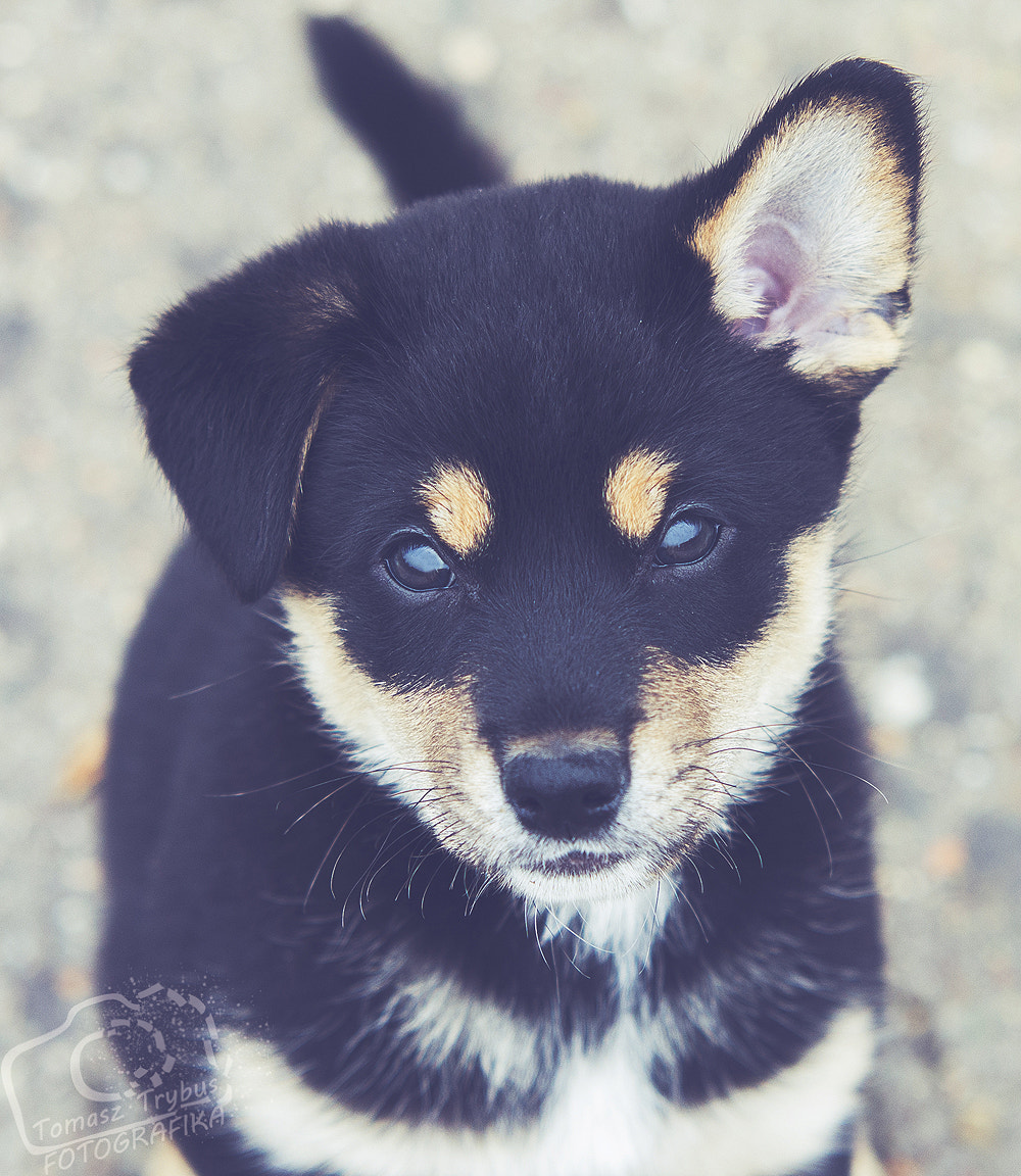 Sigma 70-200mm F2.8 EX DG Macro HSM II sample photo. Shiba inu puppy, photography