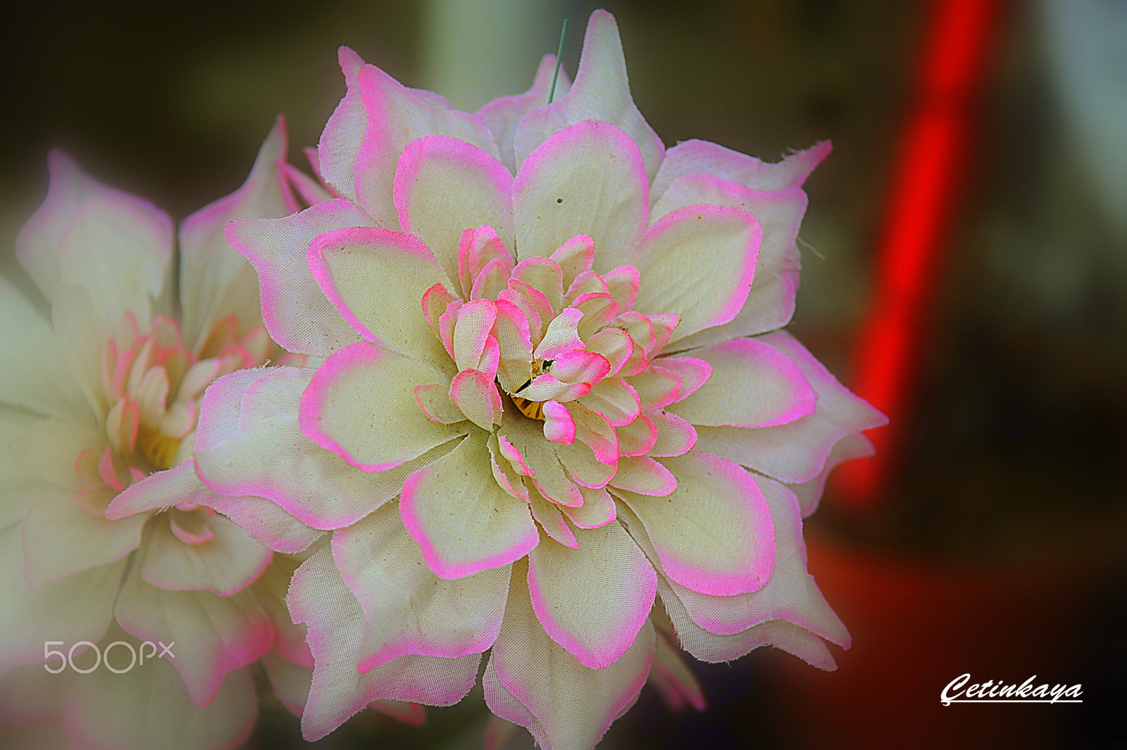 Nikon D3 sample photo. Rose photography