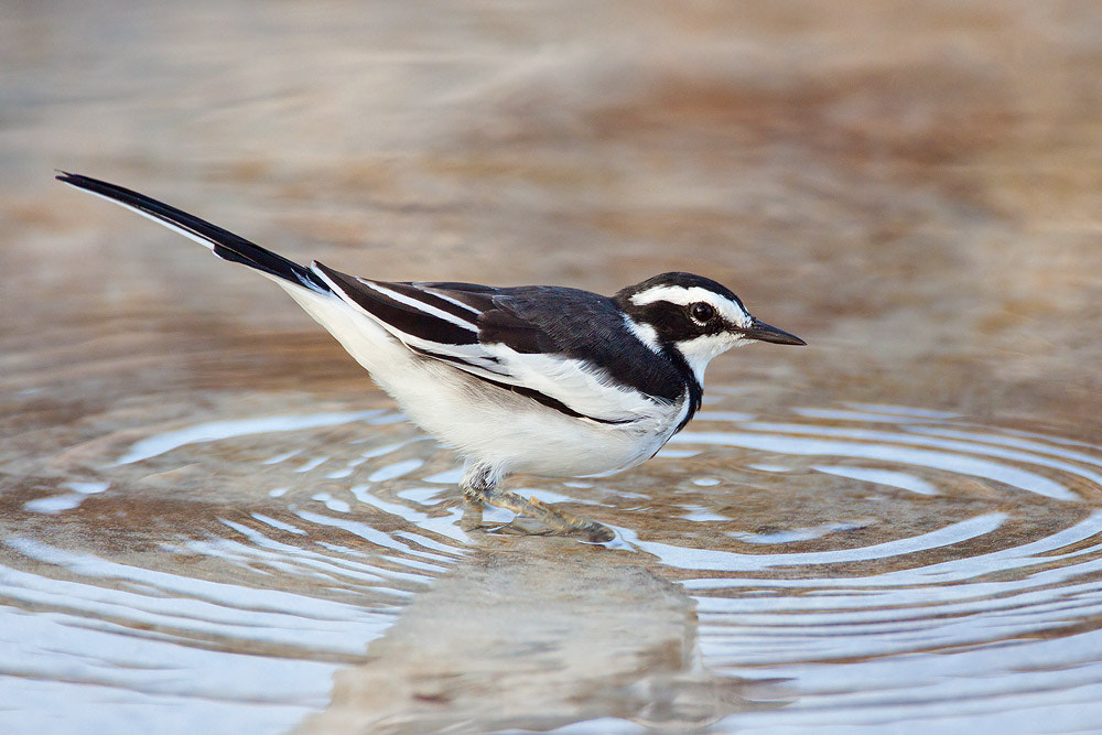 Canon EF 500mm F4L IS USM sample photo. African pied wagtail photography