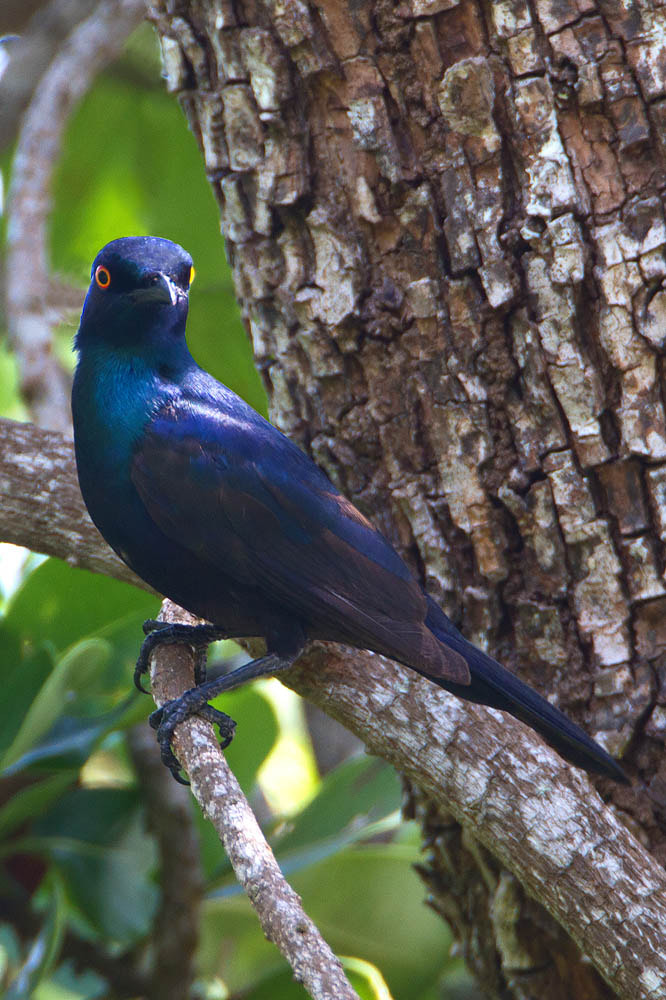 Canon EF 500mm F4L IS USM sample photo. Black-bellied glossy starling photography