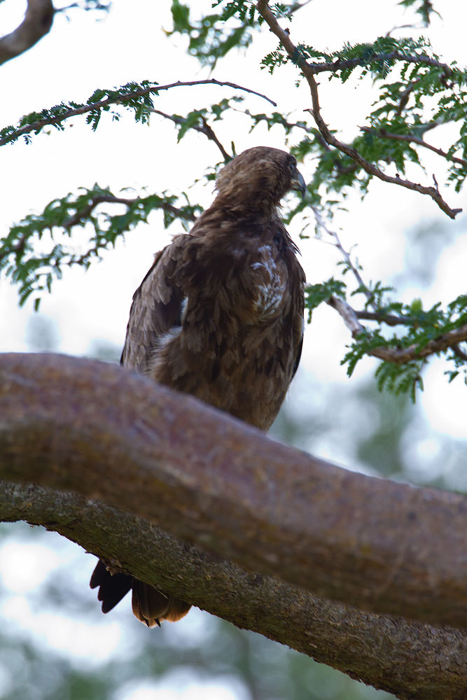 Canon EF 500mm F4L IS USM sample photo. Img photography