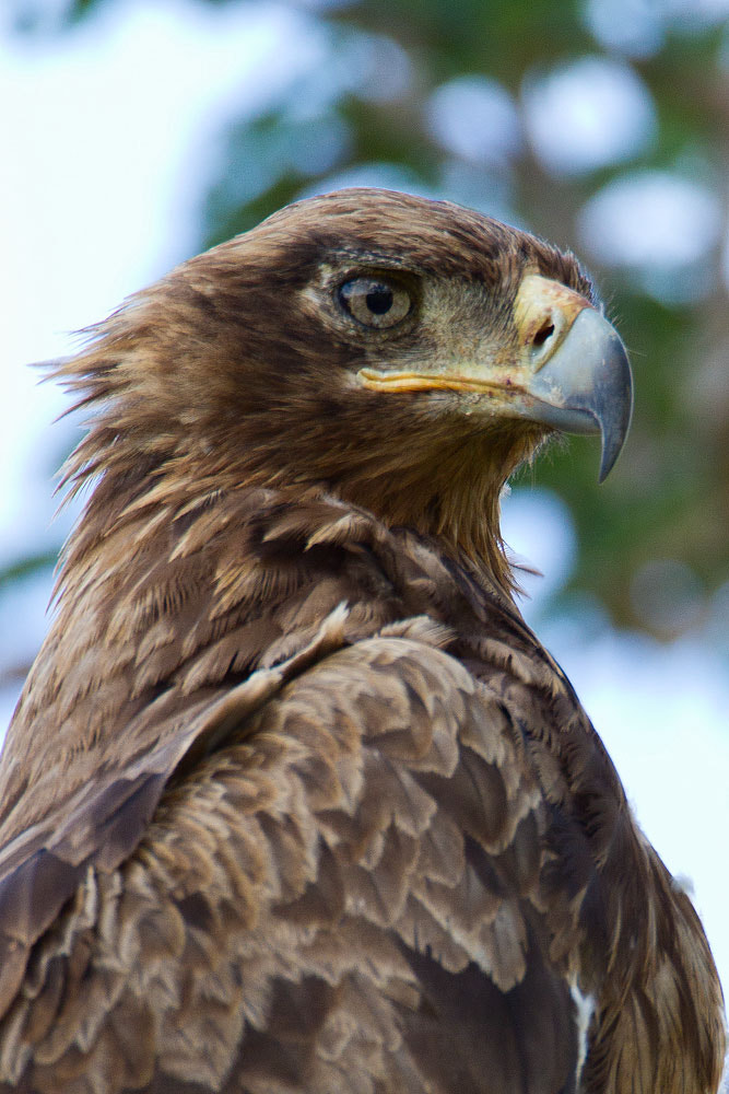 Canon EF 500mm F4L IS USM sample photo. Tawny eagle photography