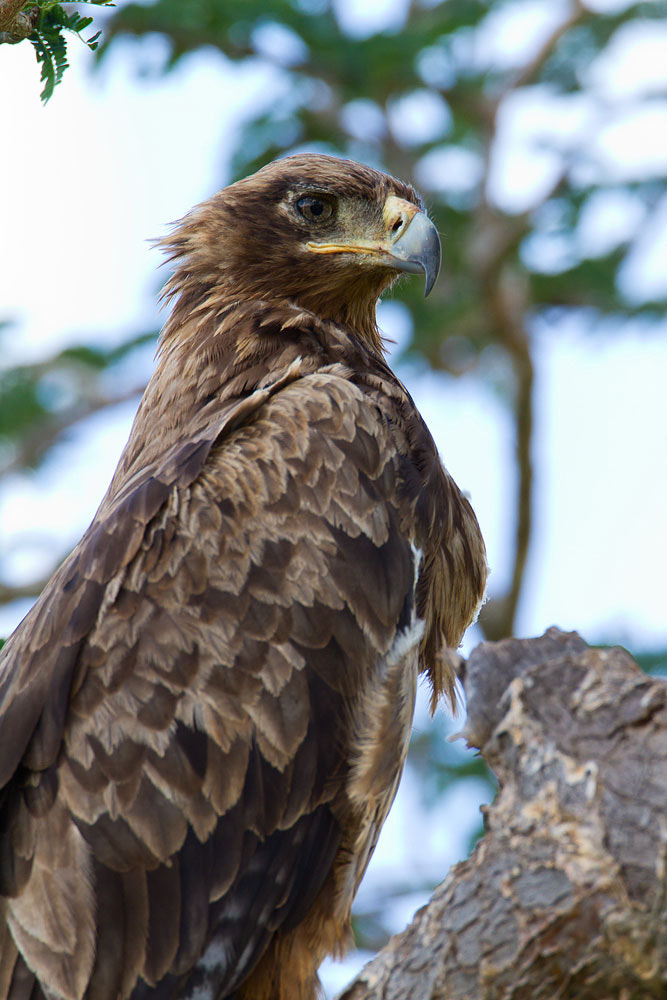 Canon EF 500mm F4L IS USM sample photo. Img photography