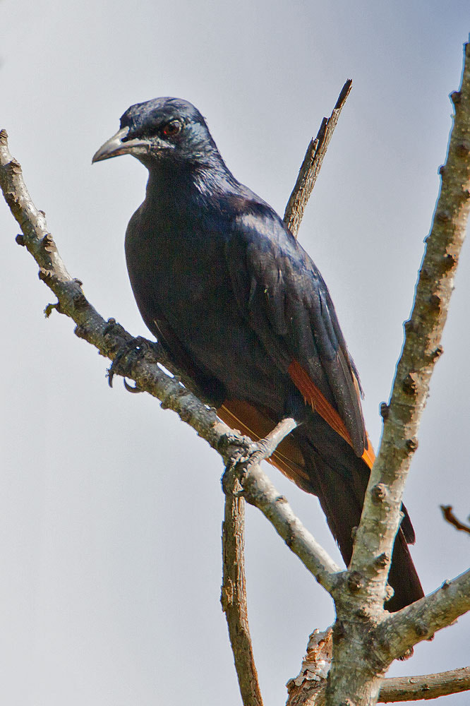 Canon EOS 7D + Canon EF 500mm F4L IS USM sample photo. Red-winged starling photography