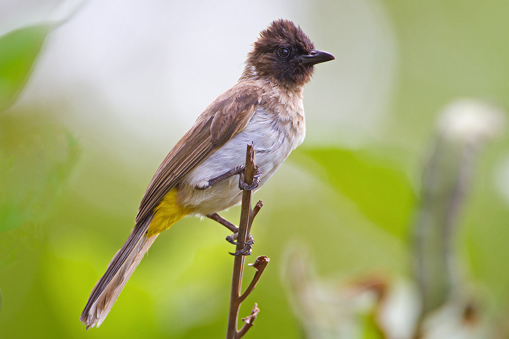 Canon EOS 7D + Canon EF 500mm F4L IS USM sample photo. Common bulbul photography