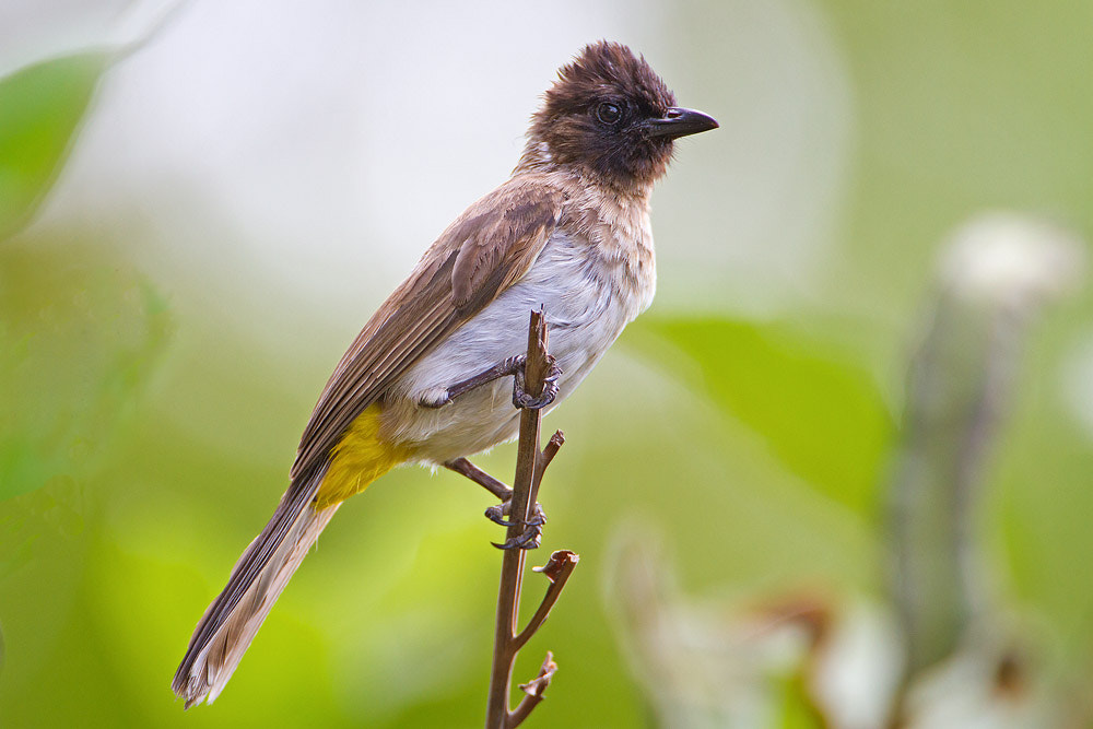 Canon EF 500mm F4L IS USM sample photo. Common bulbul photography