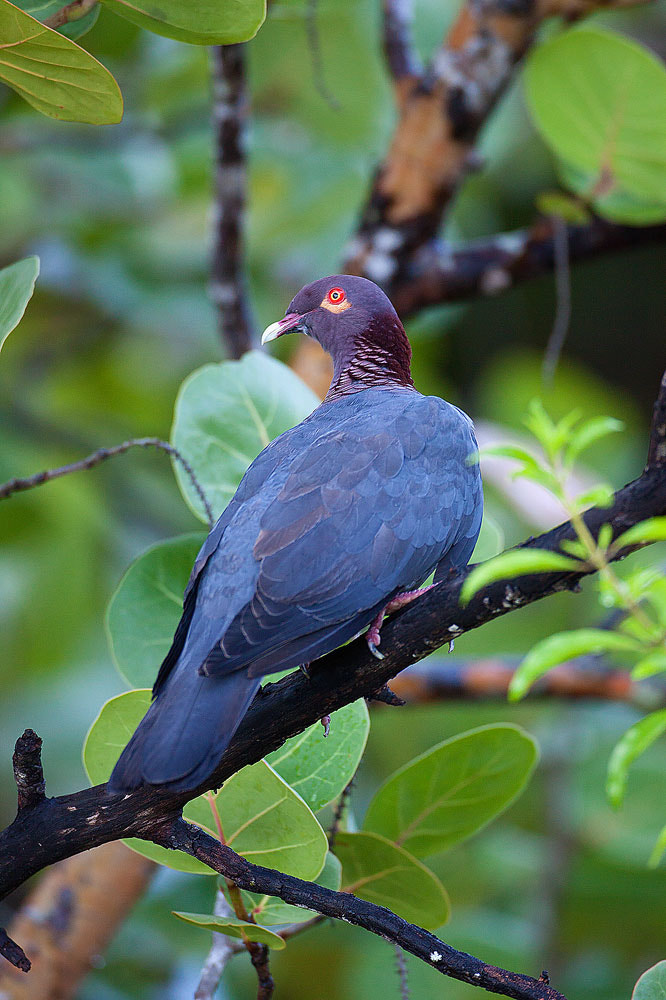 Canon EOS 50D + Canon EF 500mm F4L IS USM sample photo. Scaly-naped pigeon photography