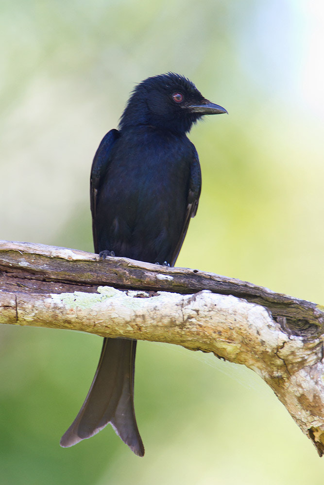 Canon EOS 7D + Canon EF 500mm F4L IS USM sample photo. African drongo photography