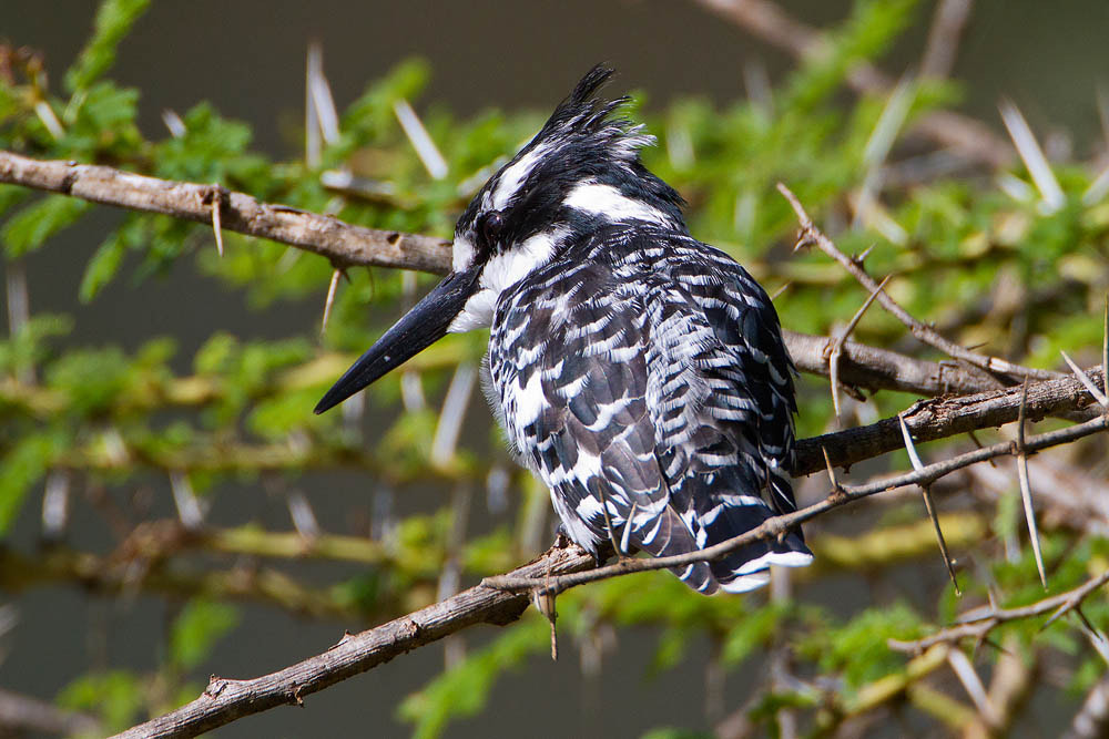 Canon EF 500mm F4L IS USM sample photo. Pied kingfisher photography