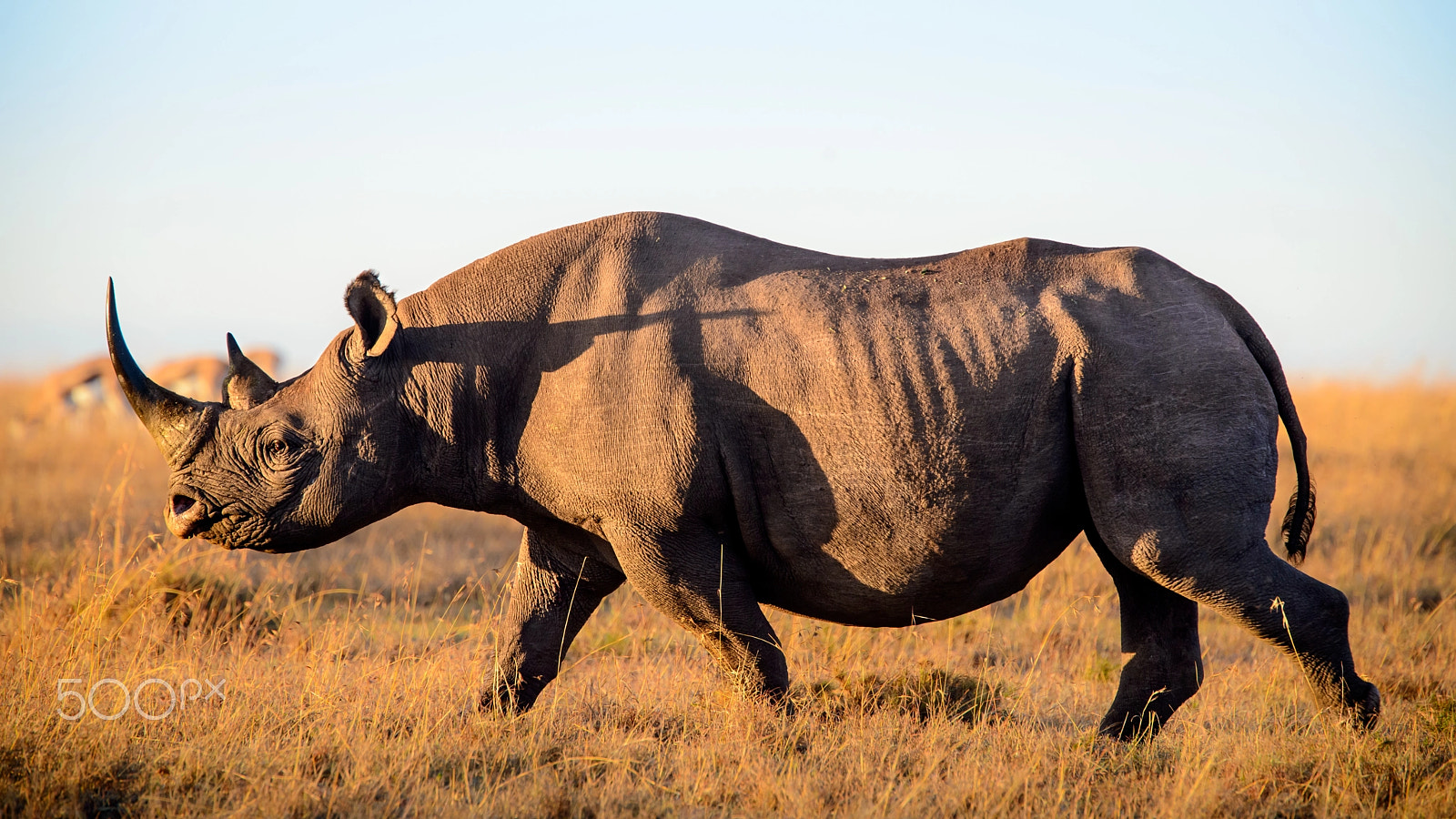 Nikon D800 sample photo. Golden black rhino photography