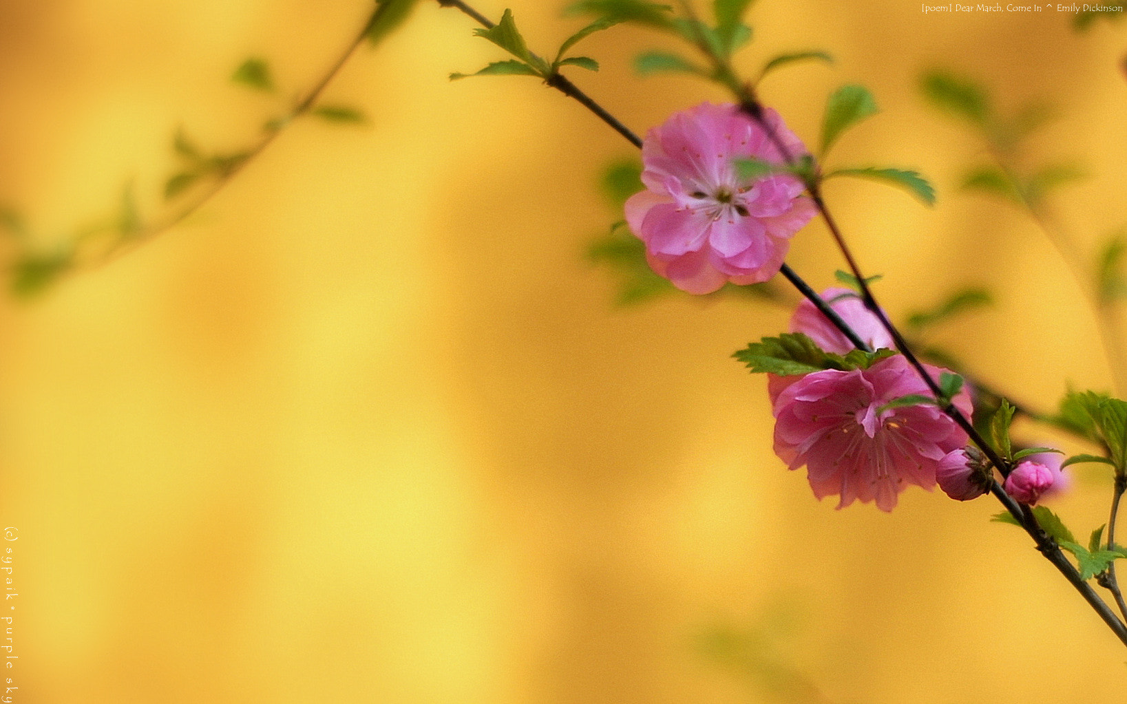 Nikon D700 + Nikon AF Nikkor 50mm F1.8D sample photo. Dear march, come in photography