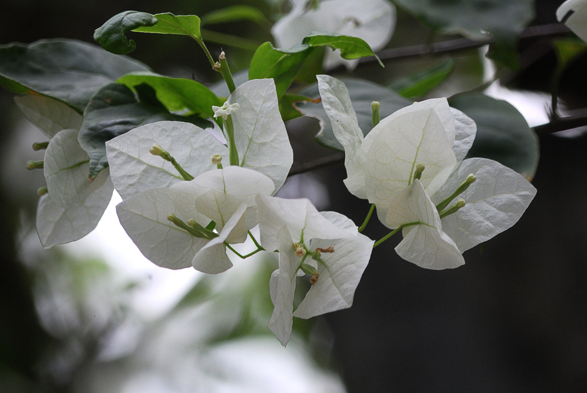 Nikon D200 sample photo. Dsc photography