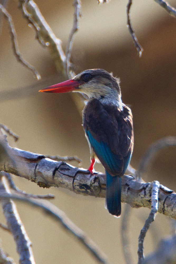 Canon EF 500mm F4L IS USM sample photo. Brown-hooded kingfisher photography