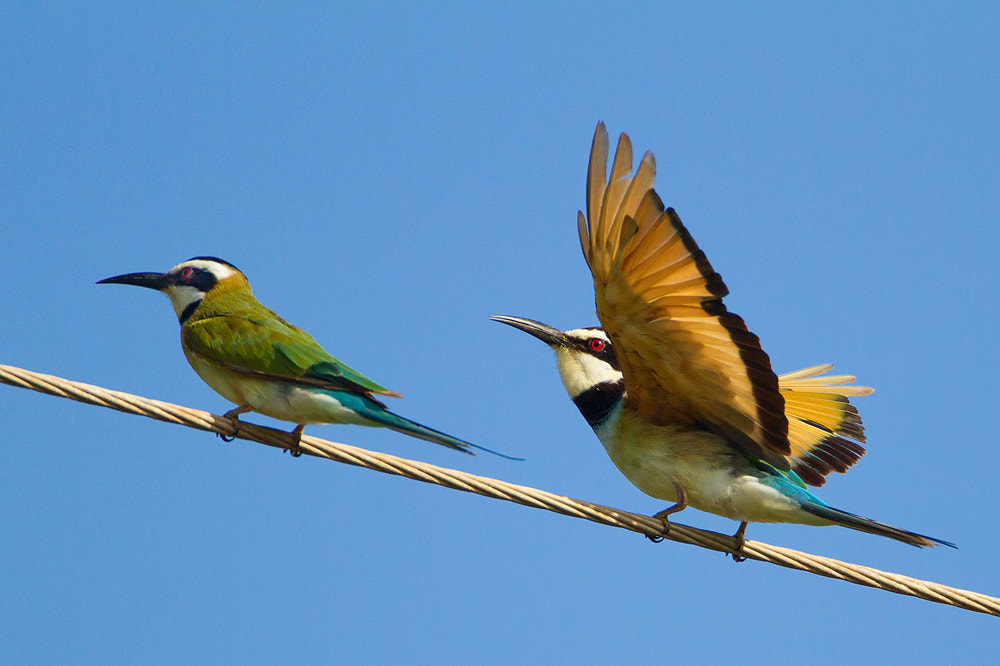 Canon EOS 7D + Canon EF 500mm F4L IS USM sample photo. White-throated bee-eater photography
