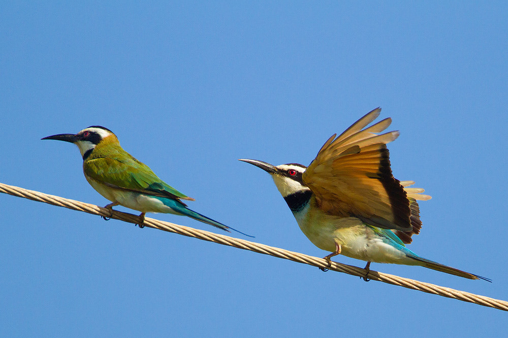 Canon EOS 7D + Canon EF 500mm F4L IS USM sample photo. White-throated bee-eater photography