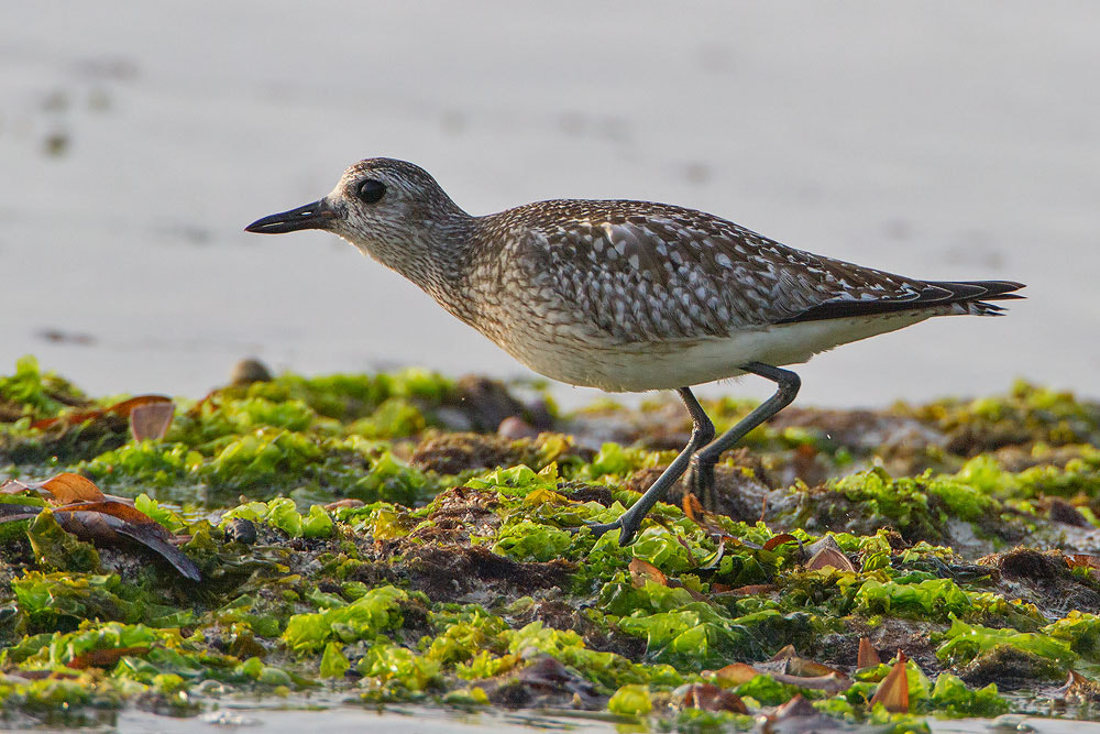 Canon EF 500mm F4L IS USM sample photo. Grey plover photography