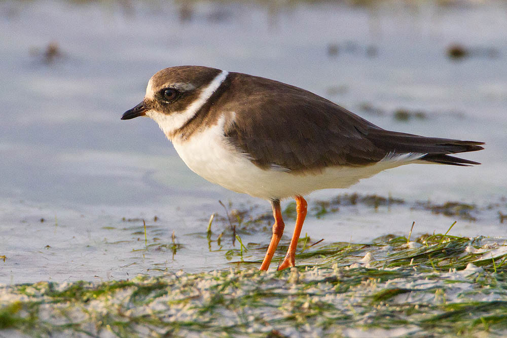 Canon EOS 7D + Canon EF 500mm F4L IS USM sample photo. Ringed plover photography