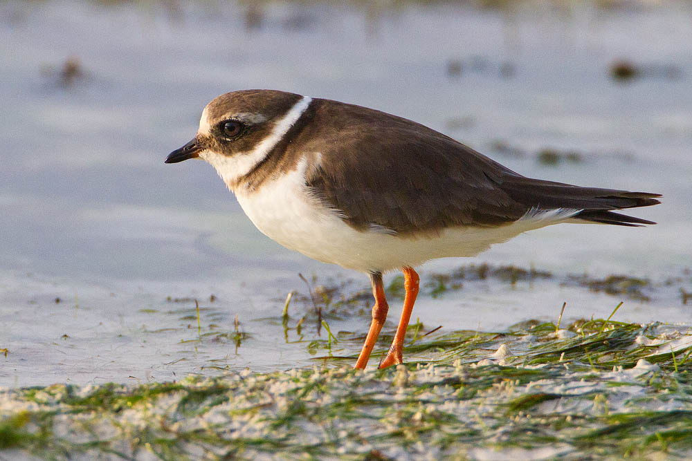 Canon EF 500mm F4L IS USM sample photo. Ringed plover photography