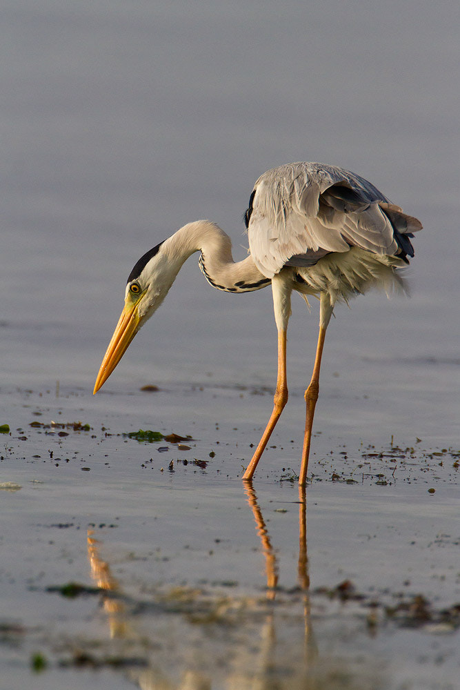 Canon EOS 7D + Canon EF 500mm F4L IS USM sample photo. Grey heron photography