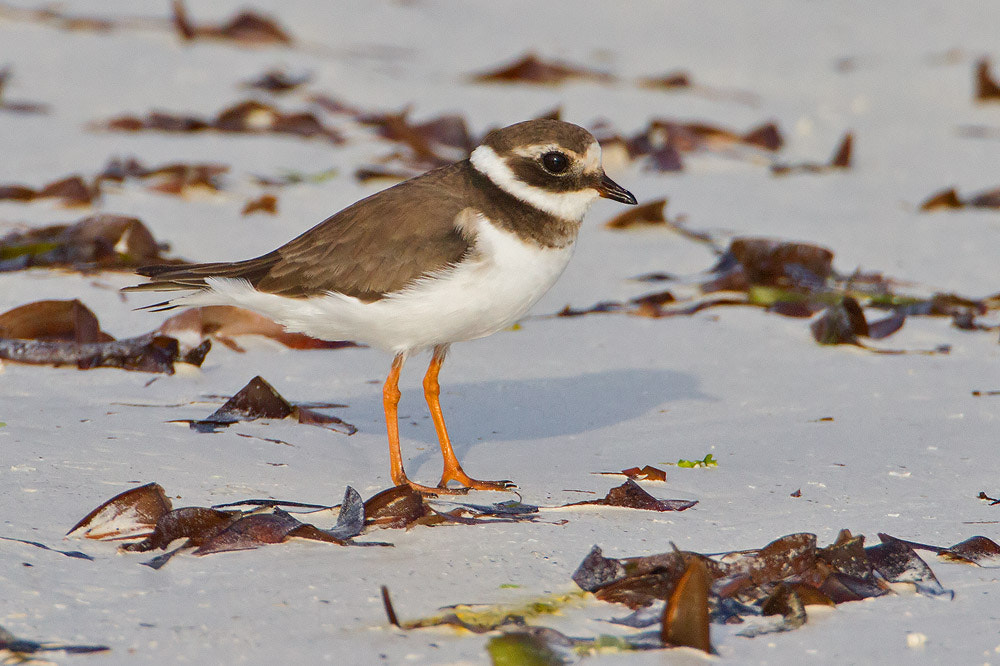 Canon EOS 7D + Canon EF 500mm F4L IS USM sample photo. Ringed plover photography