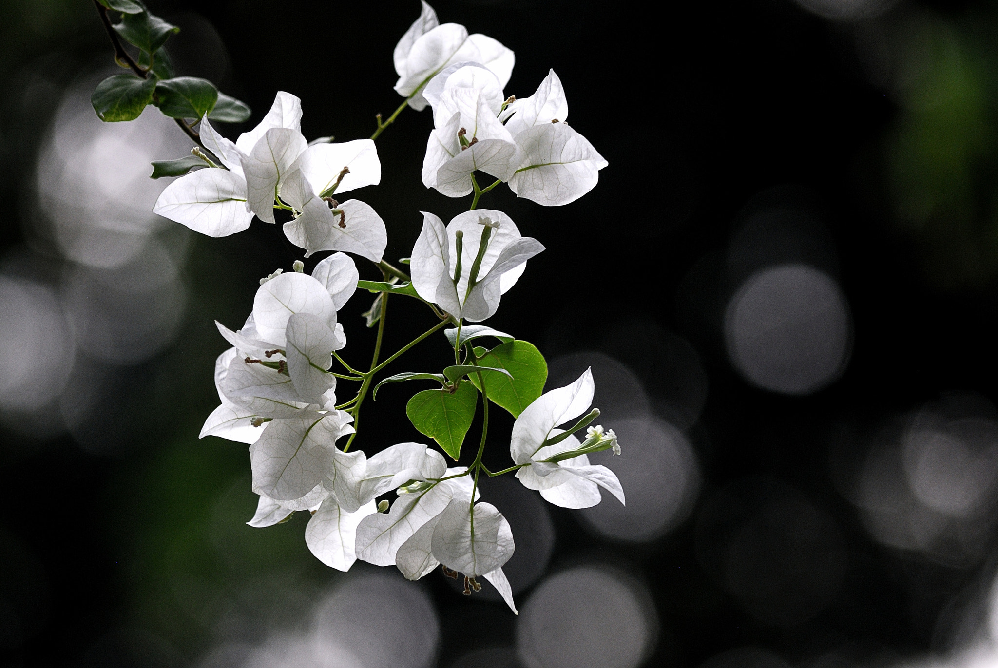 Nikon D200 sample photo. Dsc photography