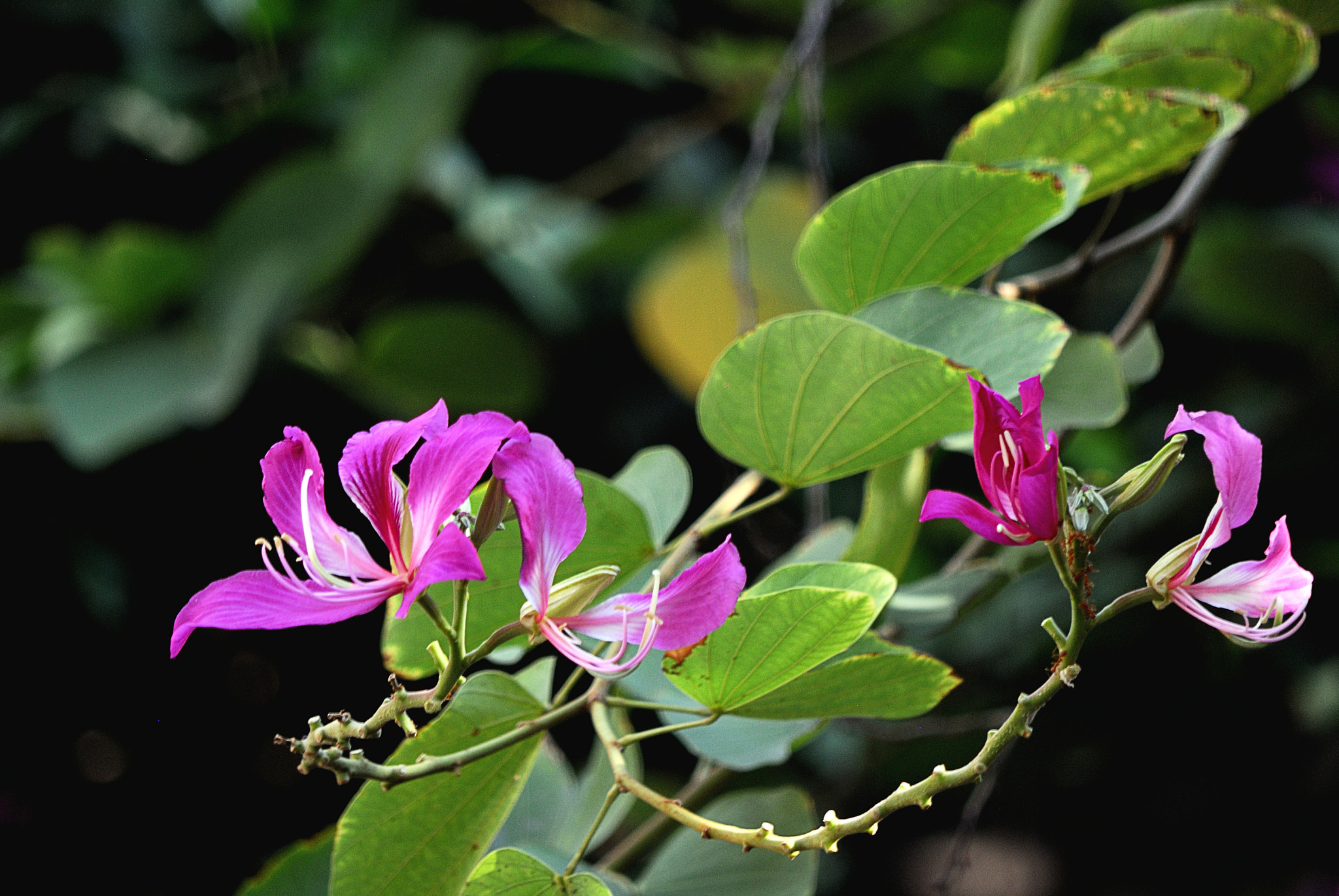 Nikon D200 sample photo. Dsc photography