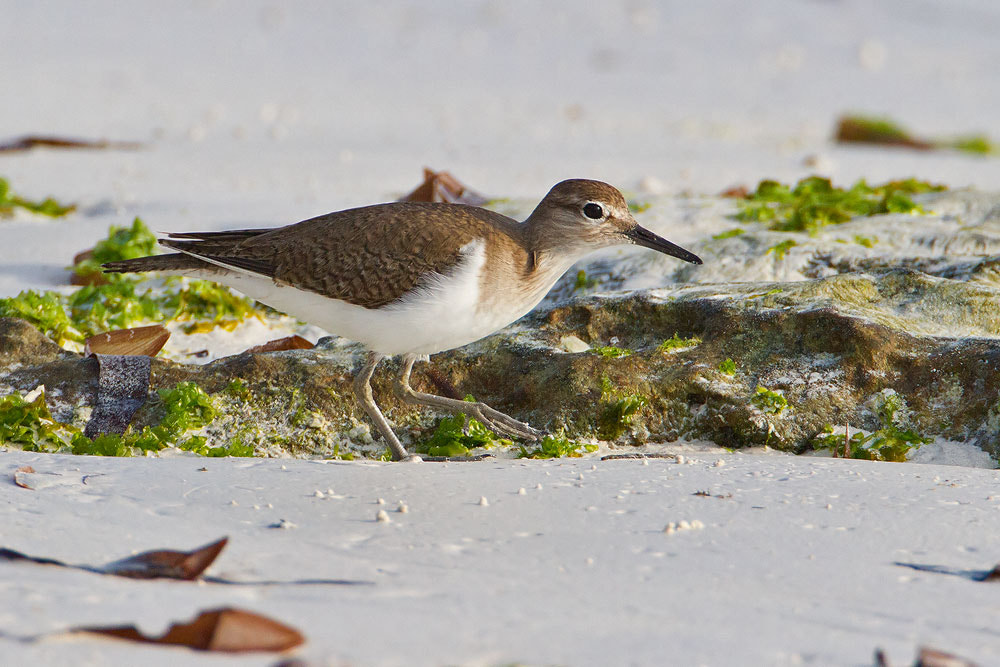Canon EF 500mm F4L IS USM sample photo. Common sandpiper photography