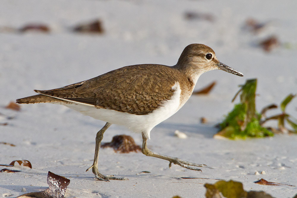 Canon EOS 7D + Canon EF 500mm F4L IS USM sample photo. Common sandpiper photography