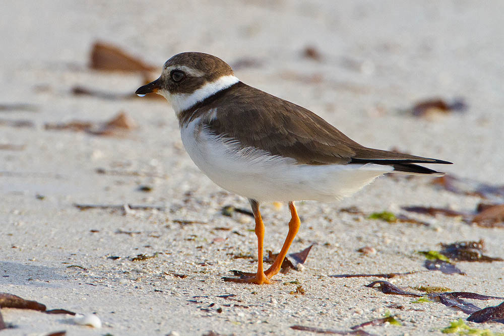 Canon EOS 7D + Canon EF 500mm F4L IS USM sample photo. Ringed plover photography