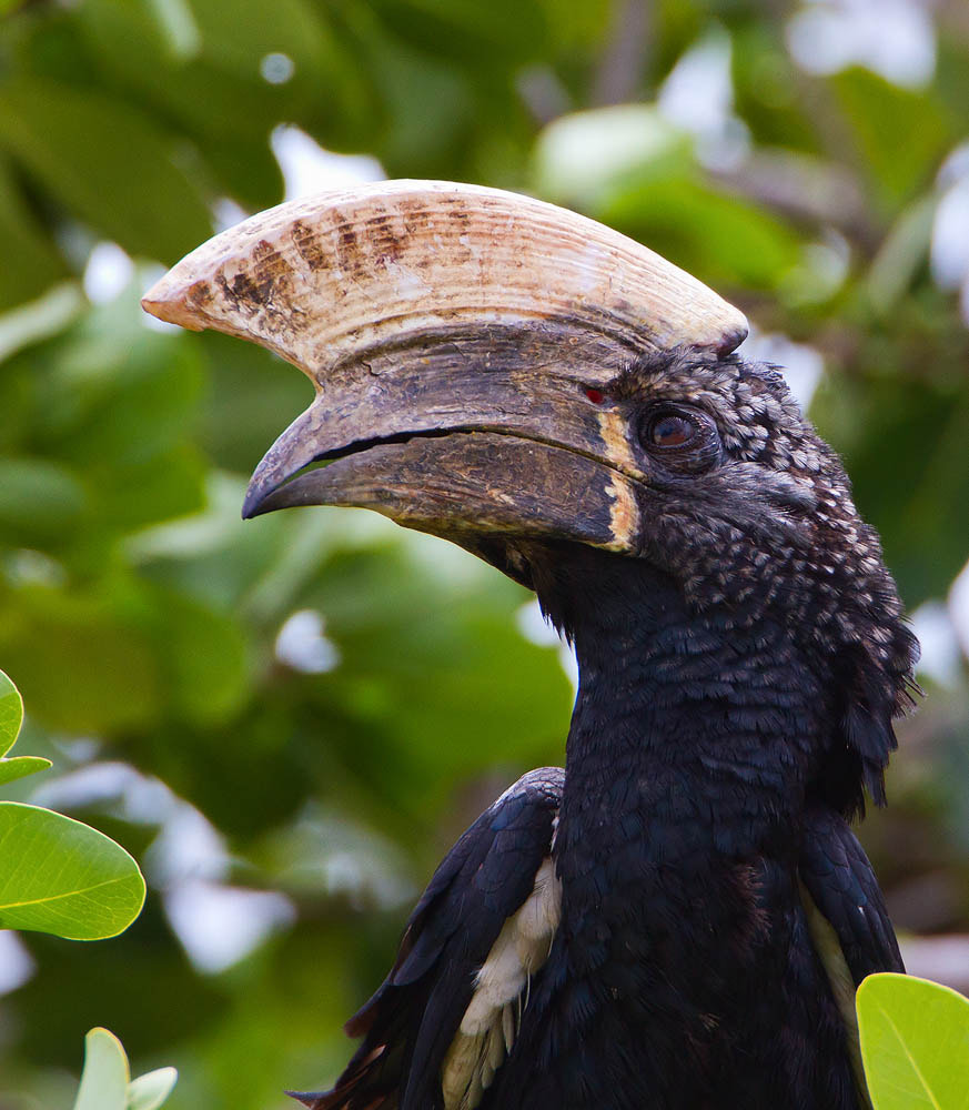 Canon EF 500mm F4L IS USM sample photo. Silver-cheeked hornbill photography