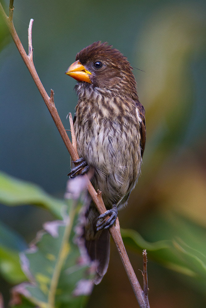 Canon EF 500mm F4L IS USM sample photo. Grosbeak weaver photography