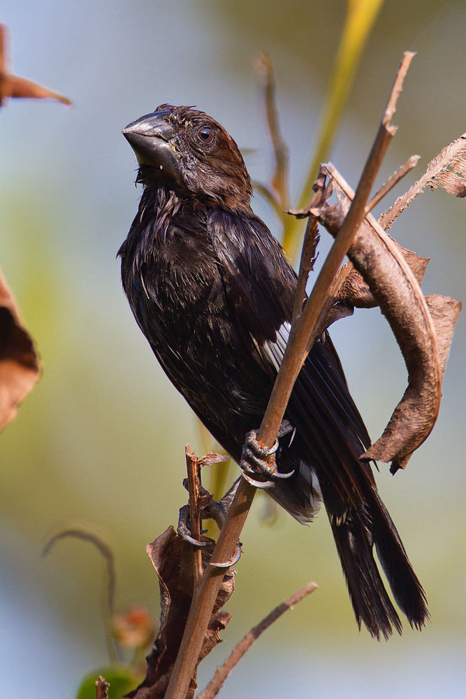 Canon EOS 7D + Canon EF 500mm F4L IS USM sample photo. Grosbeak weaver photography