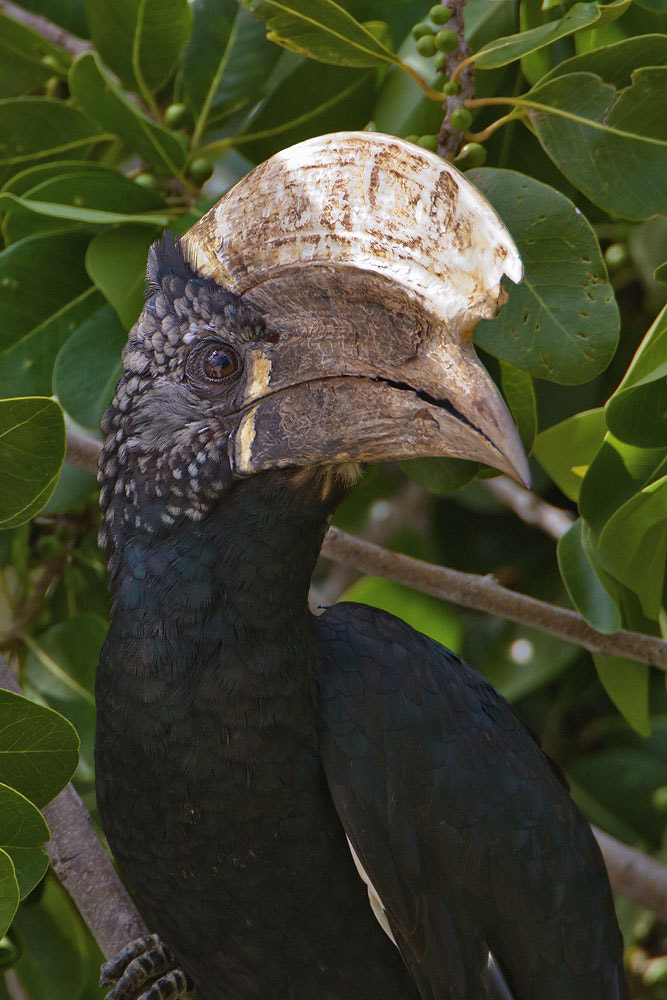 Canon EF 500mm F4L IS USM sample photo. Silver-cheeked hornbill photography