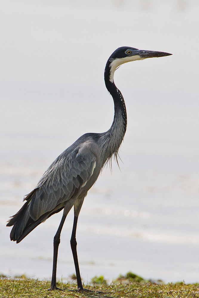 Canon EF 500mm F4L IS USM sample photo. Black-headed heron photography
