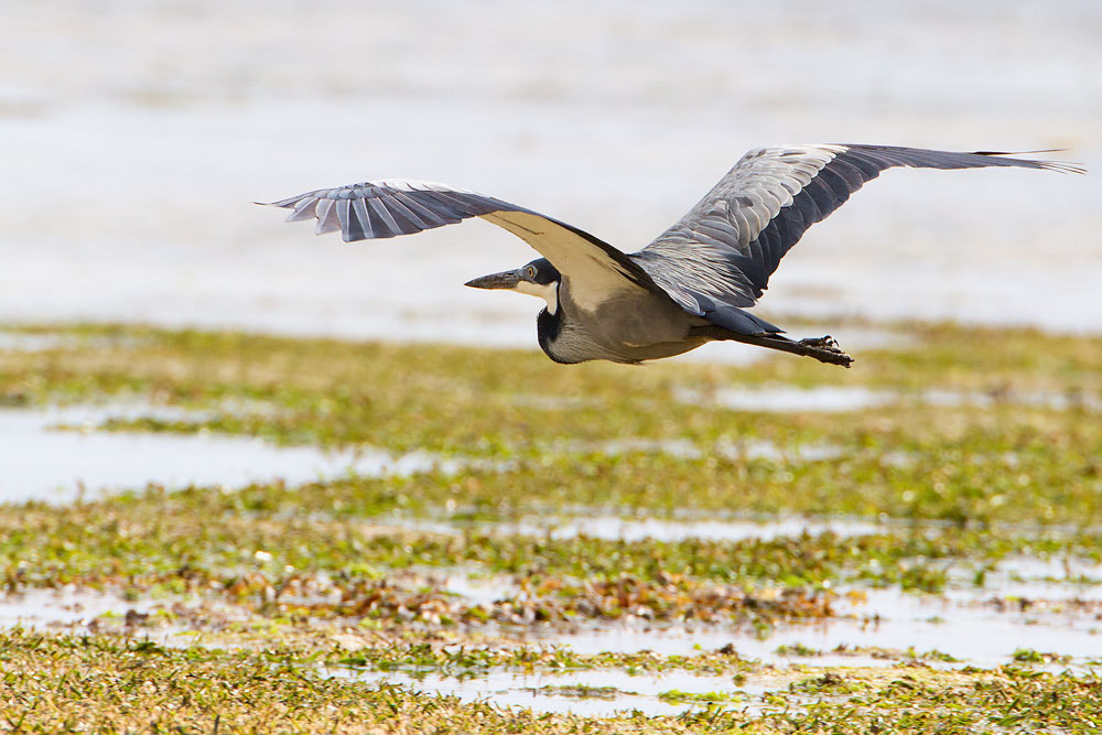Canon EF 500mm F4L IS USM sample photo. Black-headed heron photography