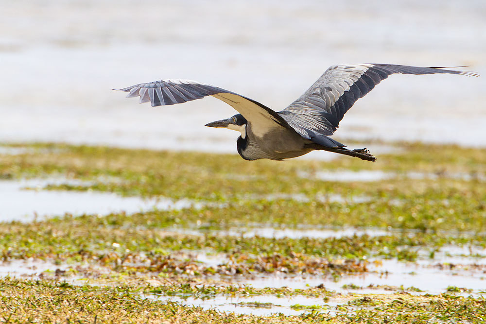 Canon EOS 7D + Canon EF 500mm F4L IS USM sample photo. Black-headed heron photography