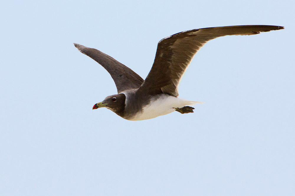 Canon EOS 7D + Canon EF 500mm F4L IS USM sample photo. Sooty gull photography