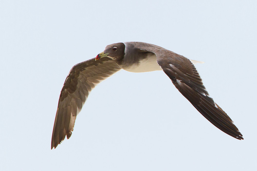 Canon EOS 7D + Canon EF 500mm F4L IS USM sample photo. Sooty gull photography