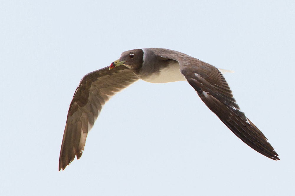 Canon EF 500mm F4L IS USM sample photo. Sooty gull photography