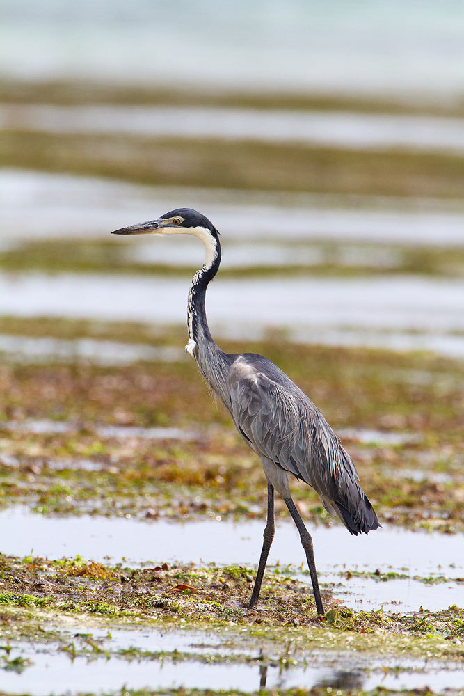 Canon EF 500mm F4L IS USM sample photo. Black-headed heron photography