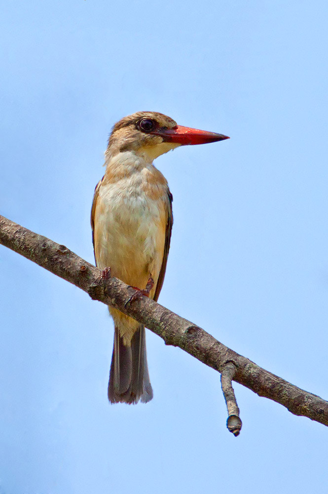 Canon EF 500mm F4L IS USM sample photo. Img photography