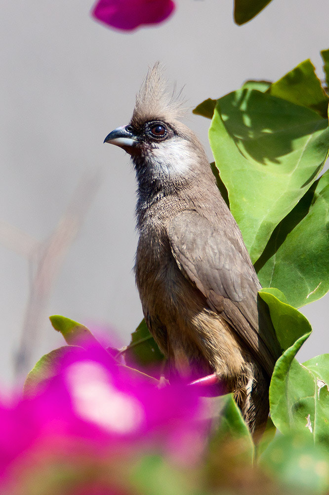 Canon EF 500mm F4L IS USM sample photo. Img photography