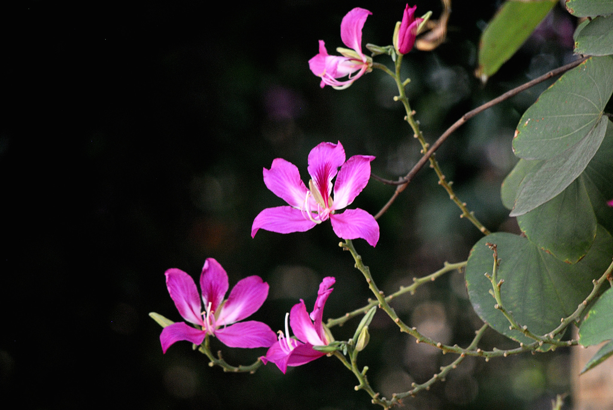Nikon D200 sample photo. Dsc photography