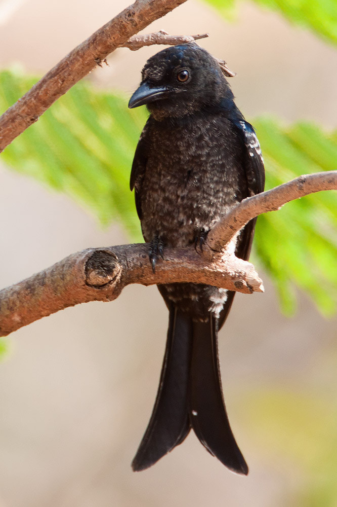 Canon EOS 50D + Canon EF 500mm F4L IS USM sample photo. African drongo photography